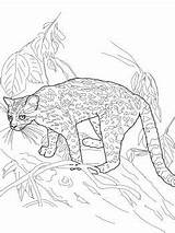 Margay Cat Coloring Animal Pages Supercoloring Colouring sketch template