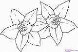 Daffodil Drawing Daffodils Draw Coloring Flowers Step Pages Easy Clip Clipart Flower Dragoart Steps Narcissus Color Colouring Printable Sheet Comments sketch template