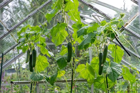 grow cucumbers   greenhouse plantura