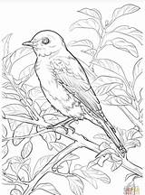 Coloring York Bluebird Bird State Eastern Pages Missouri Drawing Printable Symbols Birds Supercoloring sketch template