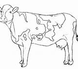 Cow Face Drawing Getdrawings sketch template