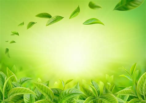 realistic vector horizontal banner nature green tea garden background  flying leaves