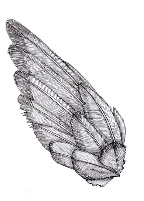 wing sketch wings sketch wings drawing bird  drawing