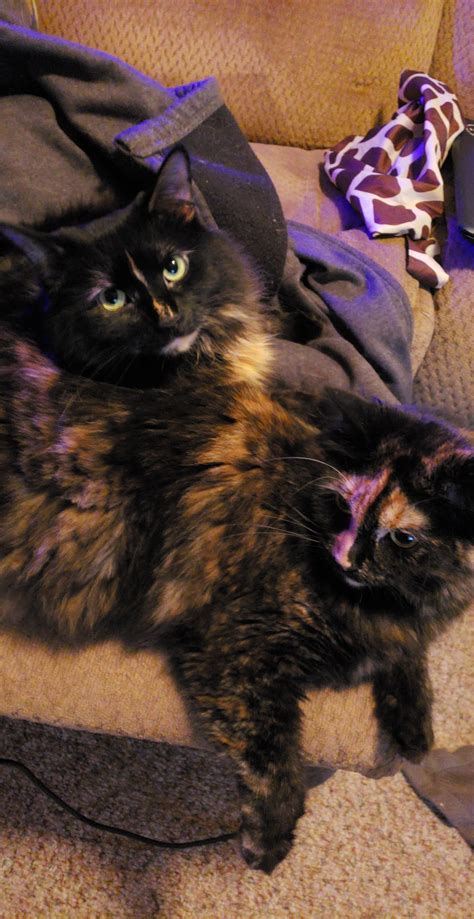 My Two Sassy Girls Lilly And Kaya Torties