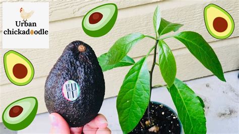 How To Grow Avocado Tree From Store Bought Seed Youtube