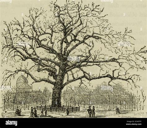 elm tree hanging tree washington  res stock photography  images