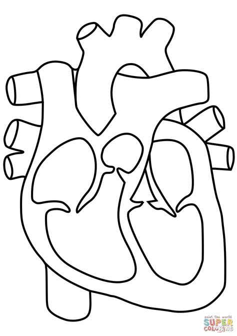 human heart coloring pages human heart coloring page human heart