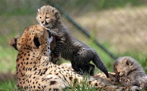 cheetah beekse bergen bba wild cats cheetah animals