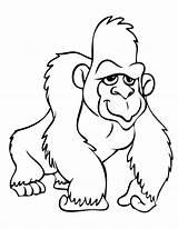 Gorilla Gorille Coloriage Gorillas Gorila Dessin Chimpanzee Colorier Coloriages Silly sketch template