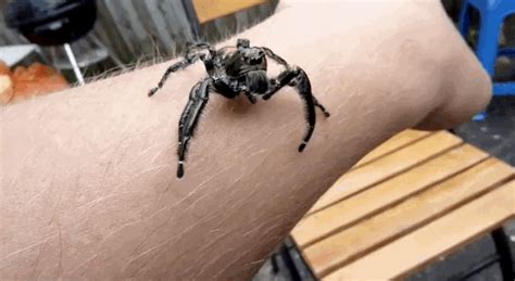 Sydney Funnel Web Spider S Find And Share On Giphy