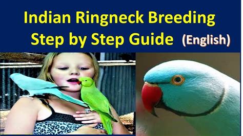 Indian Ringneck Parrots Breeding Step By Step Guide English Youtube