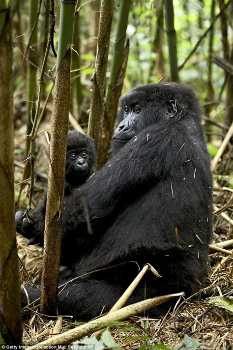 australian scientist spots female gorillas in the midst of