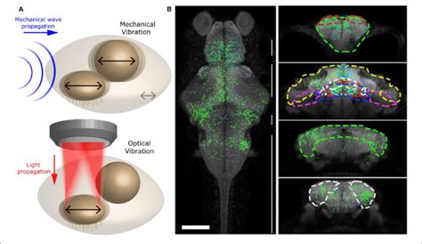 optical manipulation  mechano receptors  top schematic    scientific