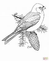 Coloring Grosbeak Pine Pages Marten Bunting Snow Printable Drawing Bird Supercoloring Crafts Designlooter Cartoons Select Category Templates Paper Nature Choose sketch template