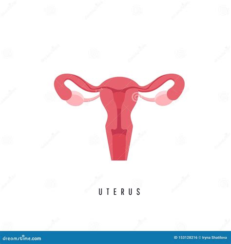 apparato genitale femminile umano  anatomia organi riproduttivi femminili illustrazione