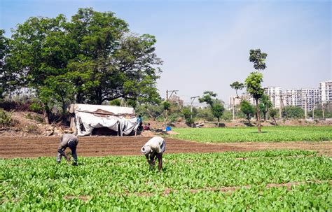 invisible urban farmers  mumbai