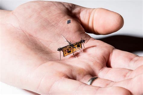 meet robofly  mechanical insect   fly climate saving missions