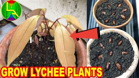 grow lychee plant  home youtube