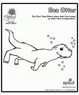Otter Loutre Coloriages Album Colouring Kategorien sketch template