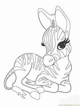 Zebra Baby Cute Coloring Printable Animals Pages Animal Color sketch template