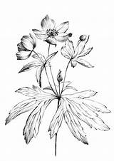 Anemone Botanical Wildflowers sketch template
