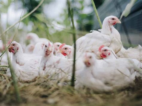 telanganas poultry industry   coming   life