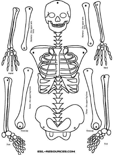 basic bones quaderni scientifici attivita del corpo umano corpo umano