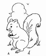 Coloring Squirrel Pages Kids Print Animal Wild Squirrels Animals Outlines sketch template