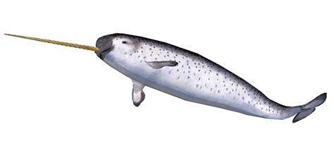 narwhal isolated  stock photo public domain pictures