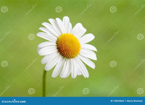 daisy stock photo image  beautiful blossom