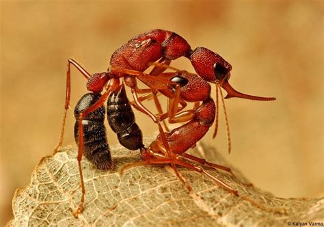 Jumping Ant’s Assasination Kalyan Varma