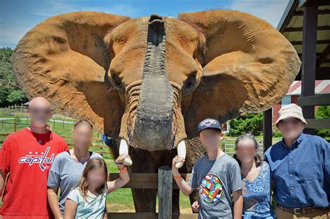 bronx zoo tops list  ten worst zoos  elephants  north america