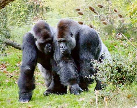 animals plants rainforest top ten mountain gorilla facts