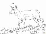 Springbok Baboon Pronghorn sketch template