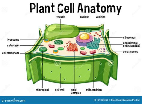 pflanzenzelle anatomie diagramm vektor abbildung illustration von netzmagen zelle