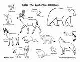 Mammals Coloring California State Amphibians sketch template