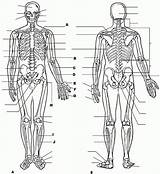 Physiology Anatomie Worksheets Ausmalbilder Worksheet Biologie College Anatomi Ausmalbild Kitapları Eğitim Fizyoloji Insan Boyama Vücudu Muscle Letzte Organs Systems Workbook sketch template