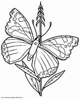 Butterfly Coloring Pages Color Kids Butterflies Flower Printable Resting Animal Para Colouring Colorear Dibujos Imprimir Schmetterling Animales sketch template