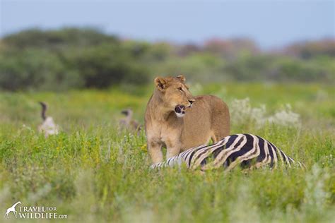 lions eat lions diet video  travel  wildlife