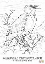 Vogel Rainforest Meadowlark Wyoming Coloringbay sketch template