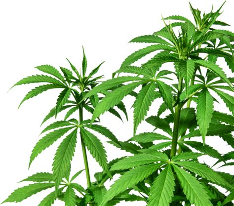 weed bud png png image collection