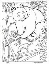Coloring Panda Pages Animals Animal Mammals Realistic Kids Printable Mammal Zoo Lioness Book Colouring Color Forest Sheets Drawing Cute Books sketch template