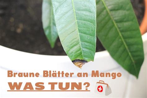 mango pflanze bekommt braune blaetterflecken  tun