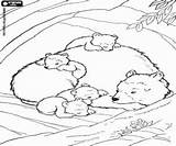 Orso Osos Cubs Orsi Ositos Stampare Oseznos Cuccioli Escandalosos sketch template