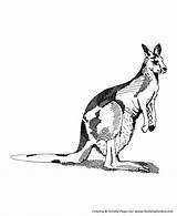 Coloring Kangaroo Pages Wild Animals Animal Honkingdonkey sketch template