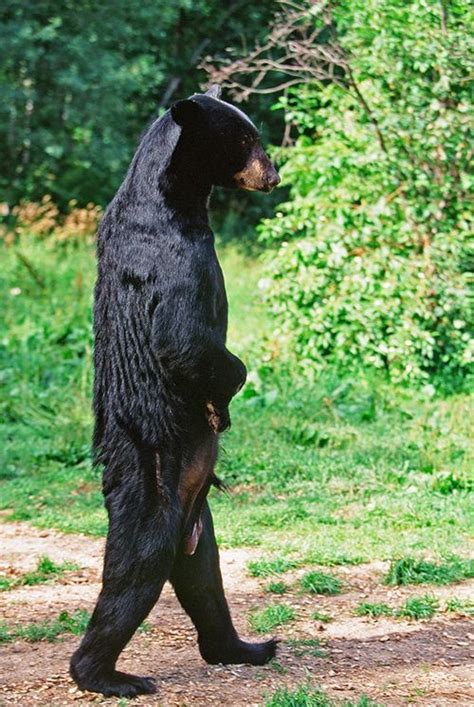 Sasquatch Big Foot Black Bear Walking On Hind Legs Please Read