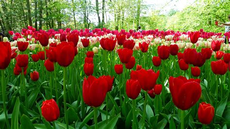 keukenhof gardens  lisse  photo essay cp