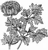 Anemone Coronaria Flore Pleno Variety Etc Clipart Large Medium sketch template