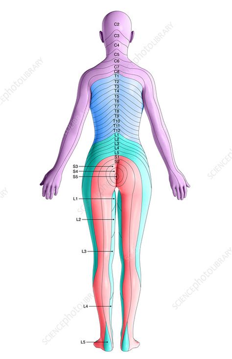 dermatomes posterior view stock image  science photo