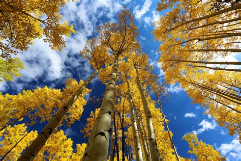 golden aspen trees     highlights   colorado fall season  light  pours